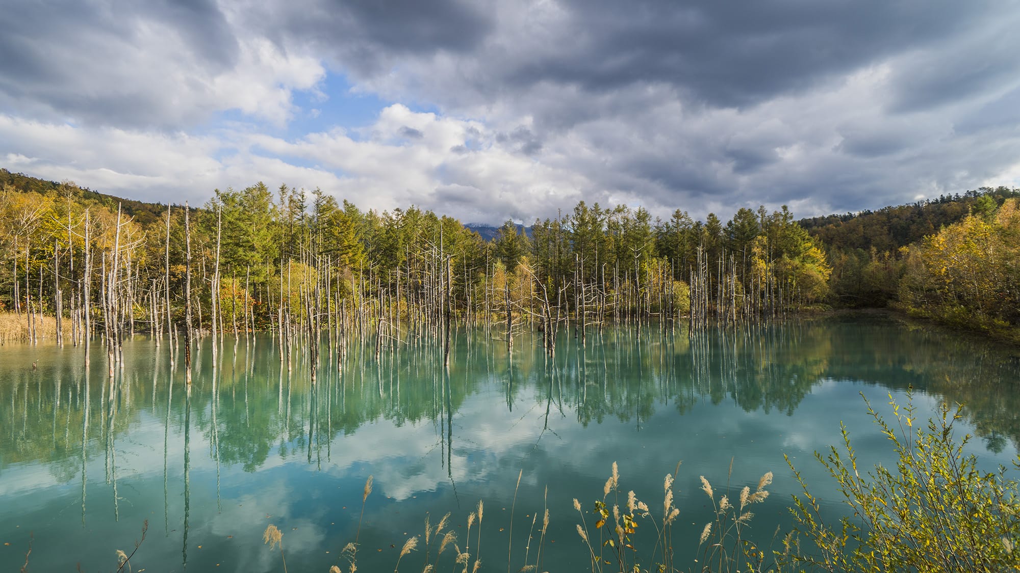 青い池｜北海道上川郡美瑛町白金