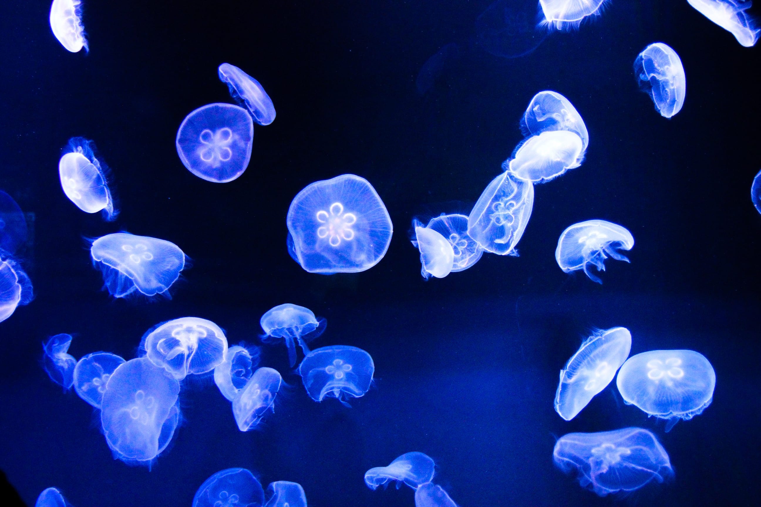 くらげ｜日本橋