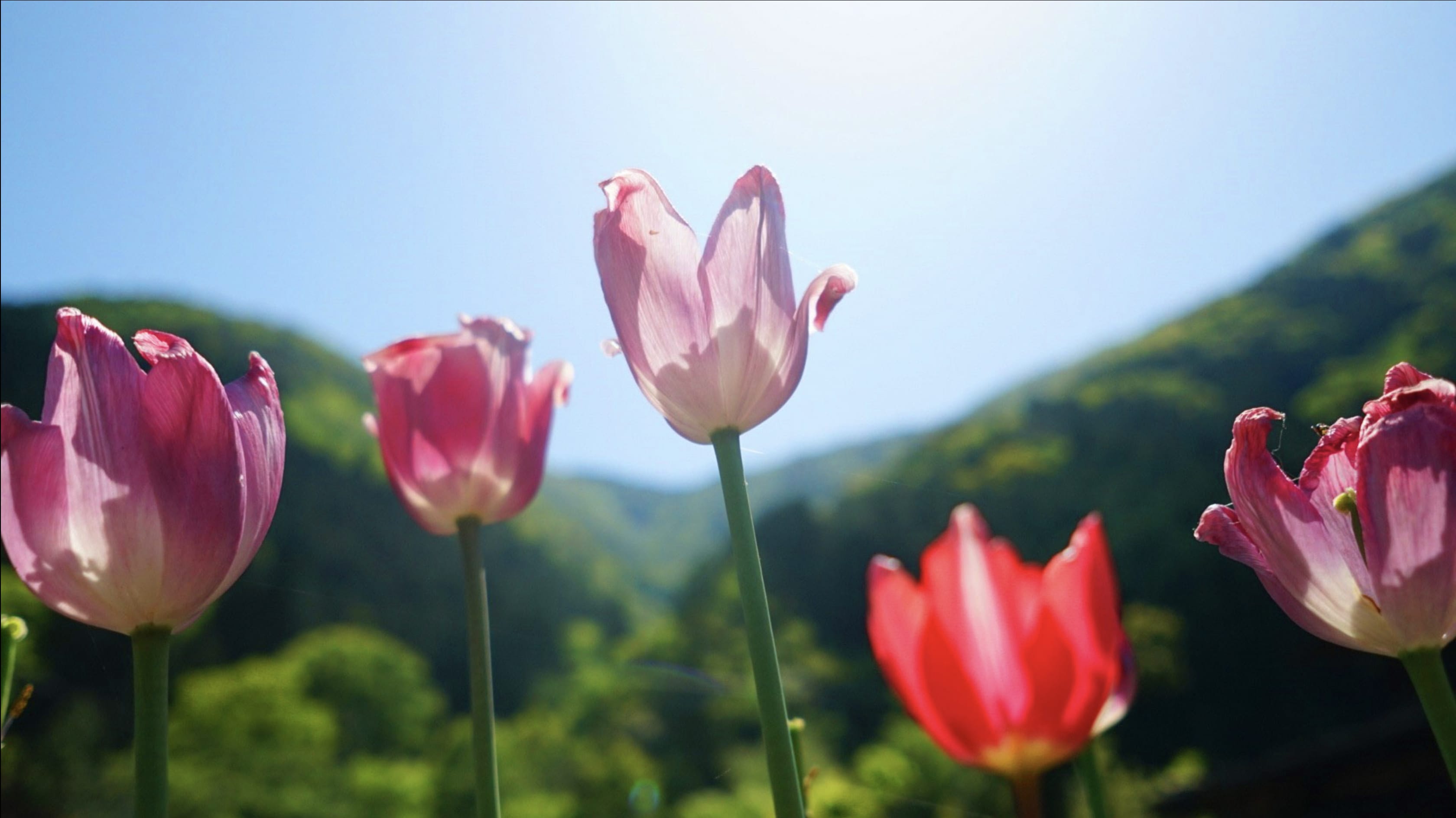 花｜静岡県寸又峡